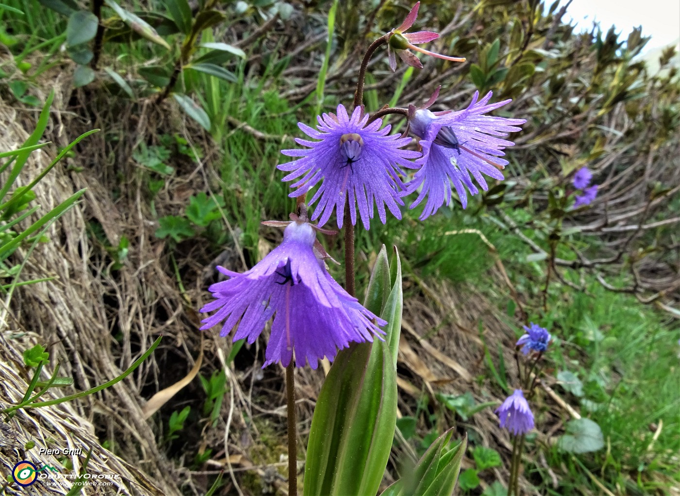 50 Soldanella alpina.JPG